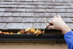 Pests You May Find in Your Gutters gutter freedom